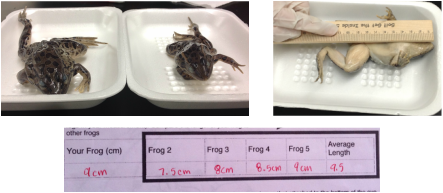 frog dissection lab game