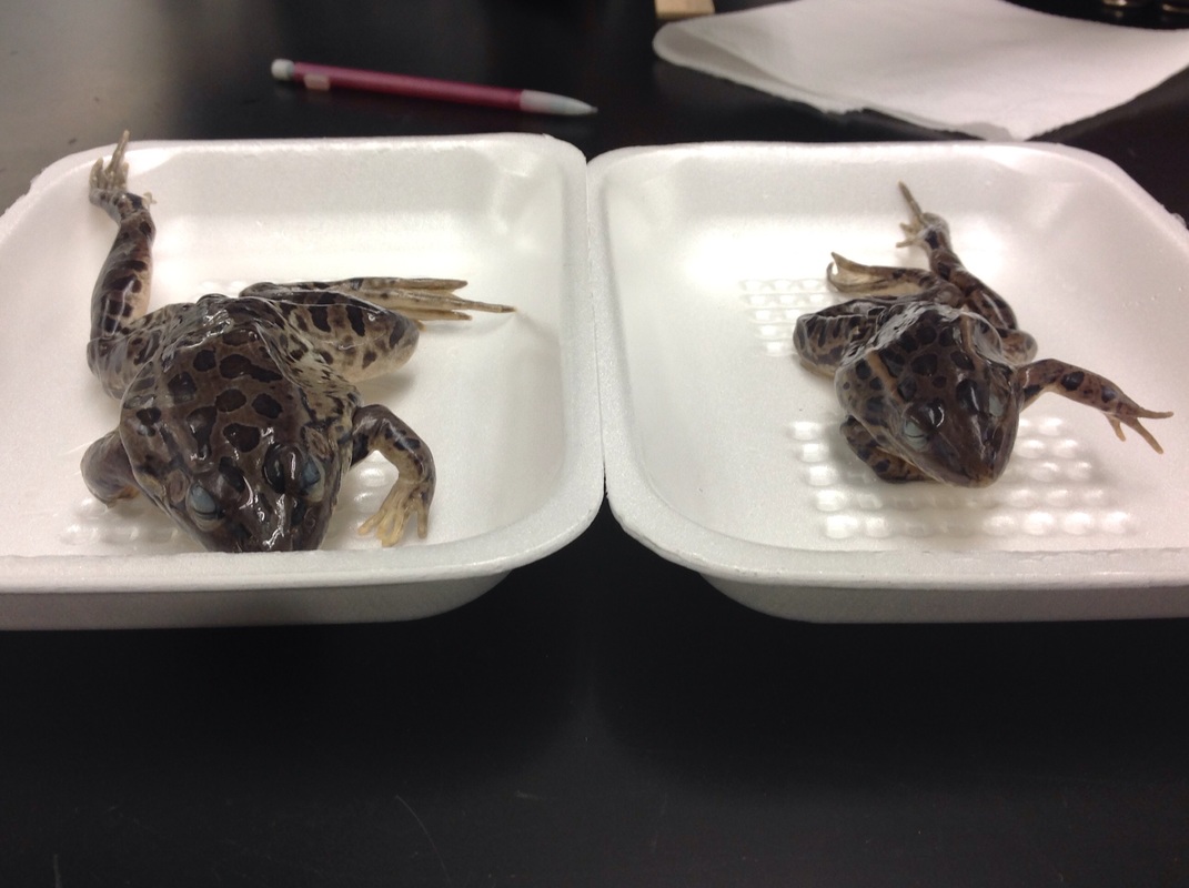 virtual frog dissection lab